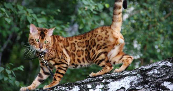 Kucing benggala Bengal - salinan rumah seekor macan tutul