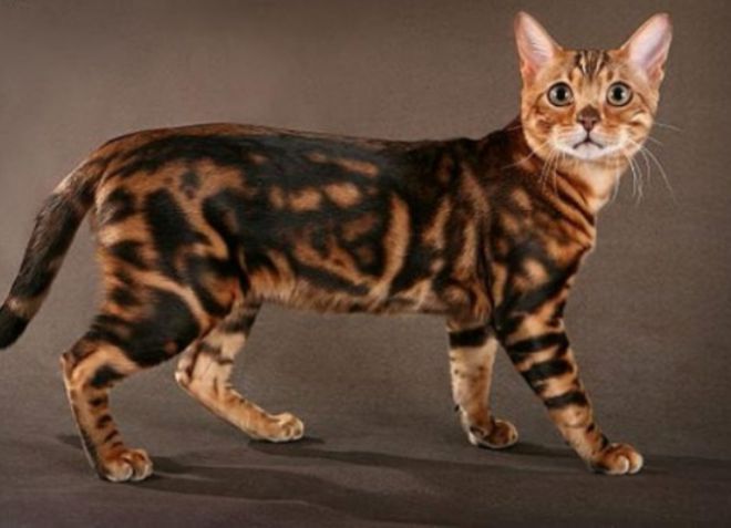 Kucing marmer Bengal