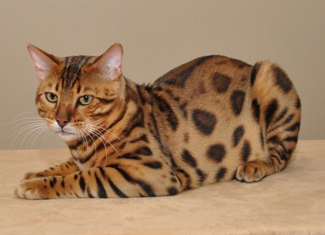 Apa yang kelihatan seperti kucing Bengal?