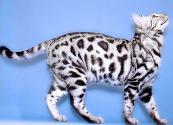 Bengalų sidabrinė katė