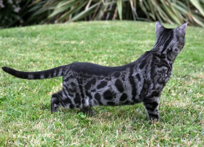 Kucing Carbon Bengal