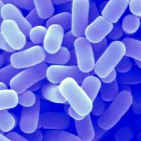 bifidobakterijos ir laktobacilai