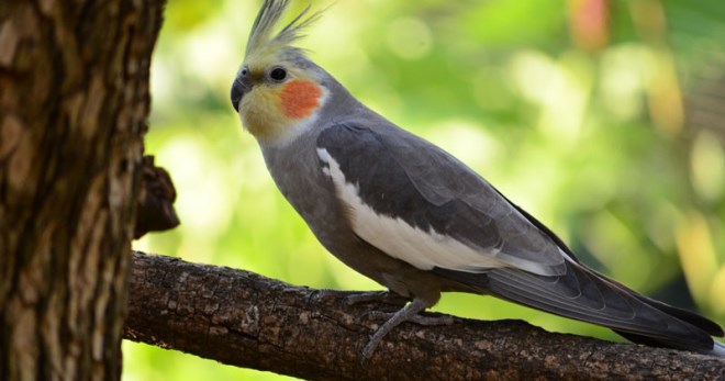 Болезни попугаев корелла - основные симптомы и лечение