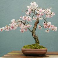 bonsai bunga ceri Jepun