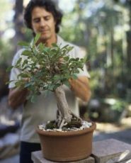 Penjagaan tumbuhan bonsai
