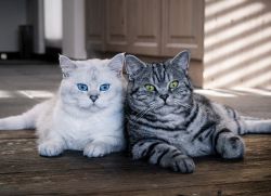 Kucing British: penerangan baka