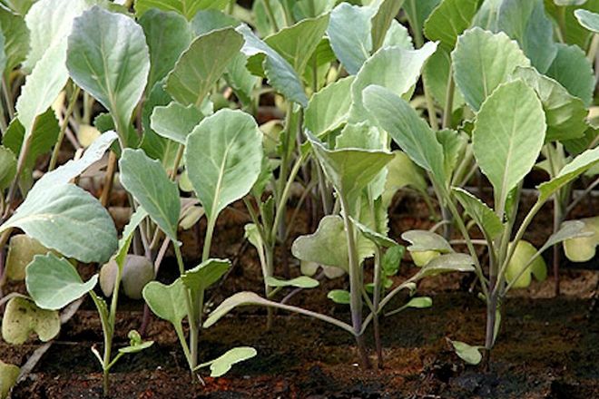 kaip auginti brokolius iš sėklų