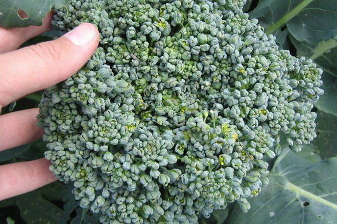 brokolio tono auginimas