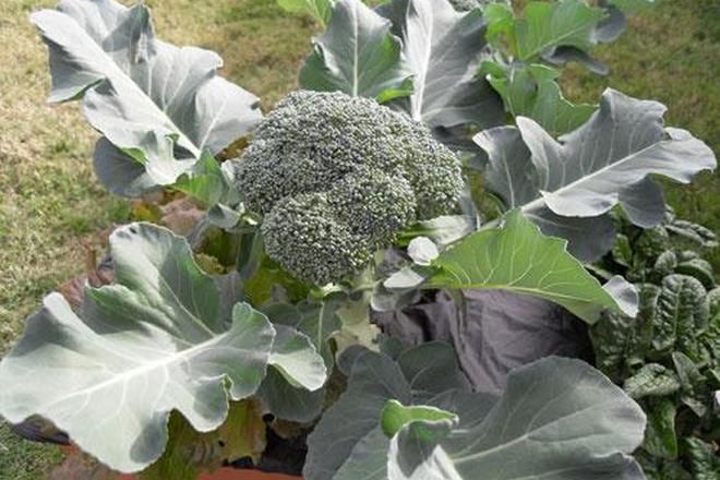 kaip auginti brokolius sode