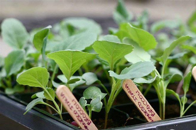 kaip auginti kopūstų brokolius