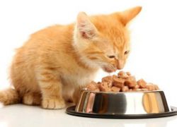 Apa yang perlu memberi makan kepada anak kucing, 2 bulan1