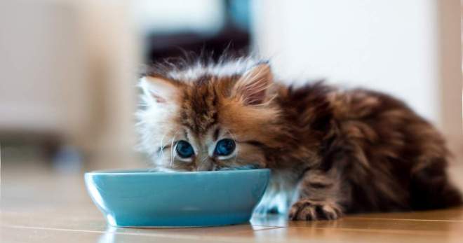 Come nutrire un gattino di un mese - come fare una dieta in modo corretto?