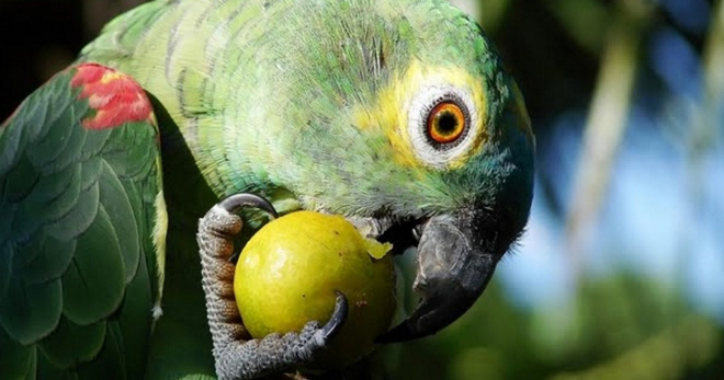 オウムを食べるもの - 鳥の食生活の特徴