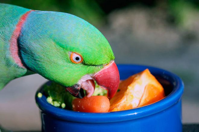 オウムを食べる