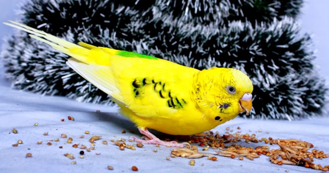 Apa yang perlu memberi makan burung nuri berombak - peraturan untuk diet seimbang