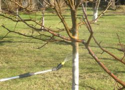 Cosa spruzzare gli alberi di mele all'inizio della primavera dai parassiti