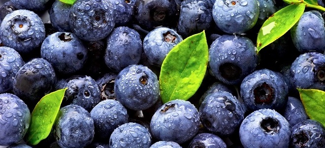 apa yang membezakan blueberry dari blueberries