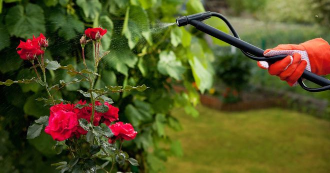 Bagaimana untuk memberi makan mawar pada musim bunga - apakah baja yang diperlukan untuk berbunga yang banyak?