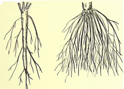 daripada sistem akar batang berbeza dari sistem akar berserabut