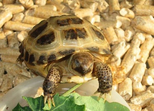 Spesies popular kura-kura domestik 1 (Penyu Asia Tengah 1)