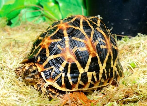Spesies popular kura-kura domestik ternama 3 (Star Turtle 1)