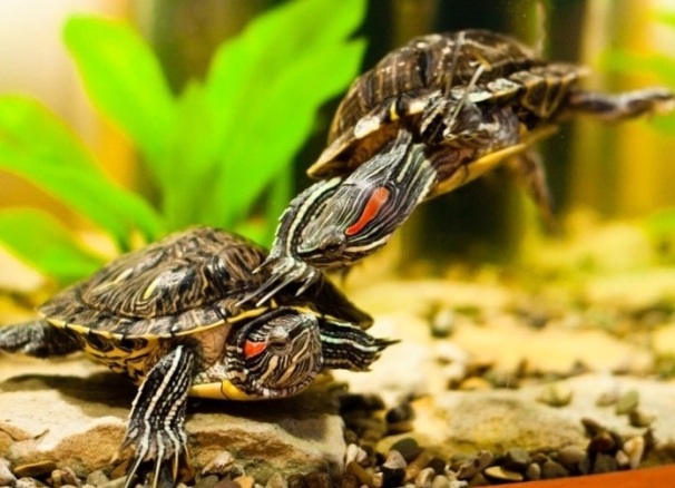 Jenis kura-kura penyu akuatik 1 (kura-kura merah 1)