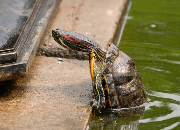 Jenis kura-kura air akuatik 2 (Kura-kura merah bengkak 2)