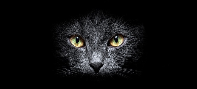 черный кот в доме приметы