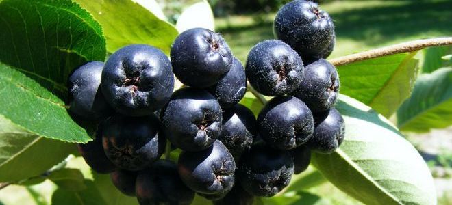 ashberry hitam untuk penglihatan