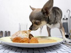 Makanan Chihuahua