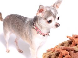 Makanan Chihuahua1