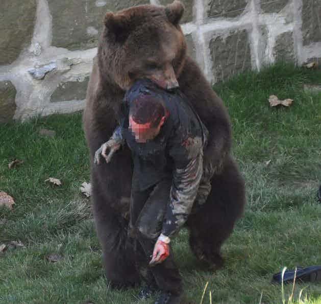 медведь напал на человека в зоопарке