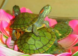 Cosa mangiano le tartarughe marine a casa?