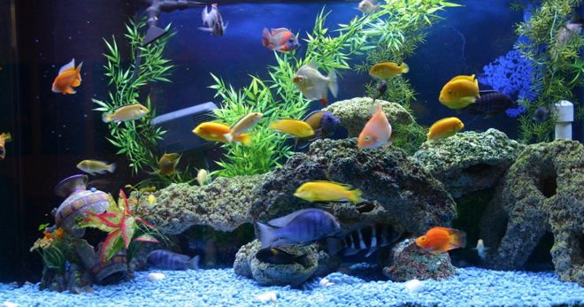 Apa yang anda perlukan untuk akuarium rumah - petua untuk memulakan aquarist