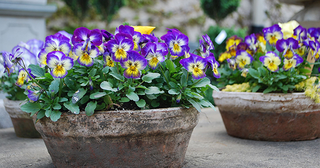 Gėlės Viola, auganti iš sėklų - svarbios sodinimo ir priežiūros taisyklės