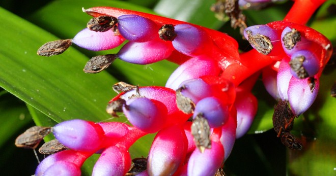 Ehmeya gėlė - tinkamos priežiūros ir auginimo požymiai