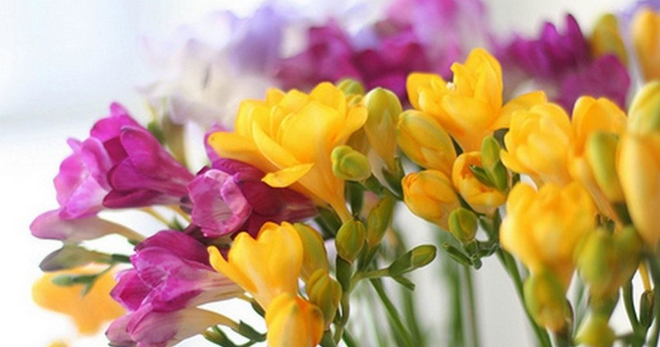Gėlių frezijos - priežiūros ir auginimo patarimai