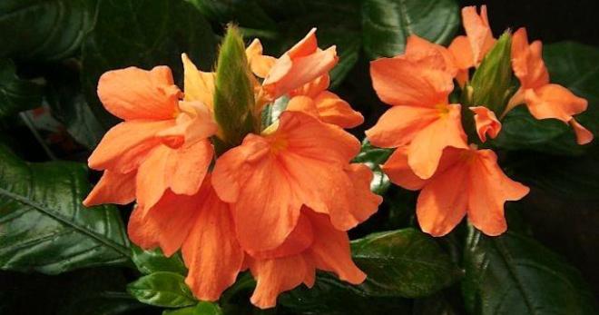 Bunga salib - butiran penjagaan kecantikan tropika