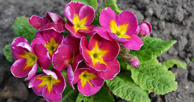 Bunga primrose - penjagaan di rumah, ciri-ciri pembiakan dan penanaman