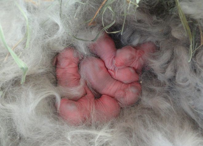 arnab bayi yang baru lahir