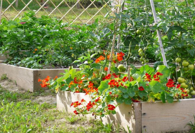 dapur nasturtium