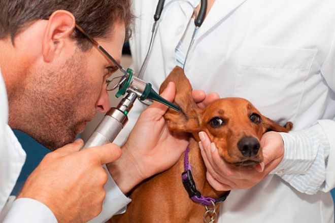 pencegahan penyakit demodectik pada anjing