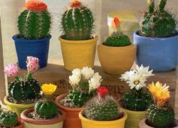 Home cacti: bahaya dan manfaat