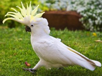 Домашние попугаи виды 3