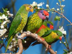 Домашние попугаи виды 