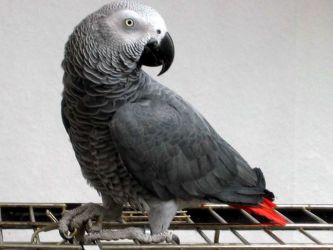 Домашние попугаи виды 2