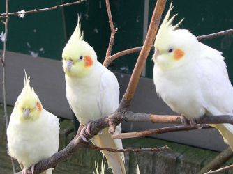 Домашние попугаи виды 5