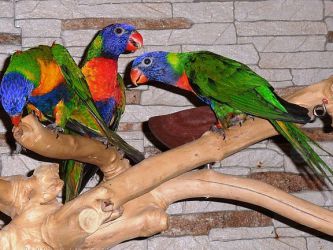 Домашние попугаи виды 6