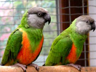 Домашние попугаи виды 7