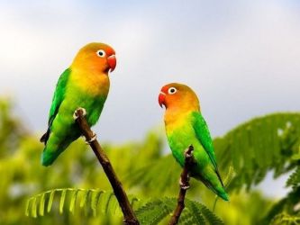 Домашние попугаи виды 9